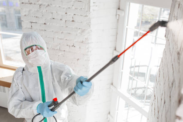 Best Basement Mold Removal  in Bloomer, WI